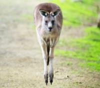 Hopping Kangaroo